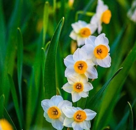 سمیرا کارزان قه ده ر